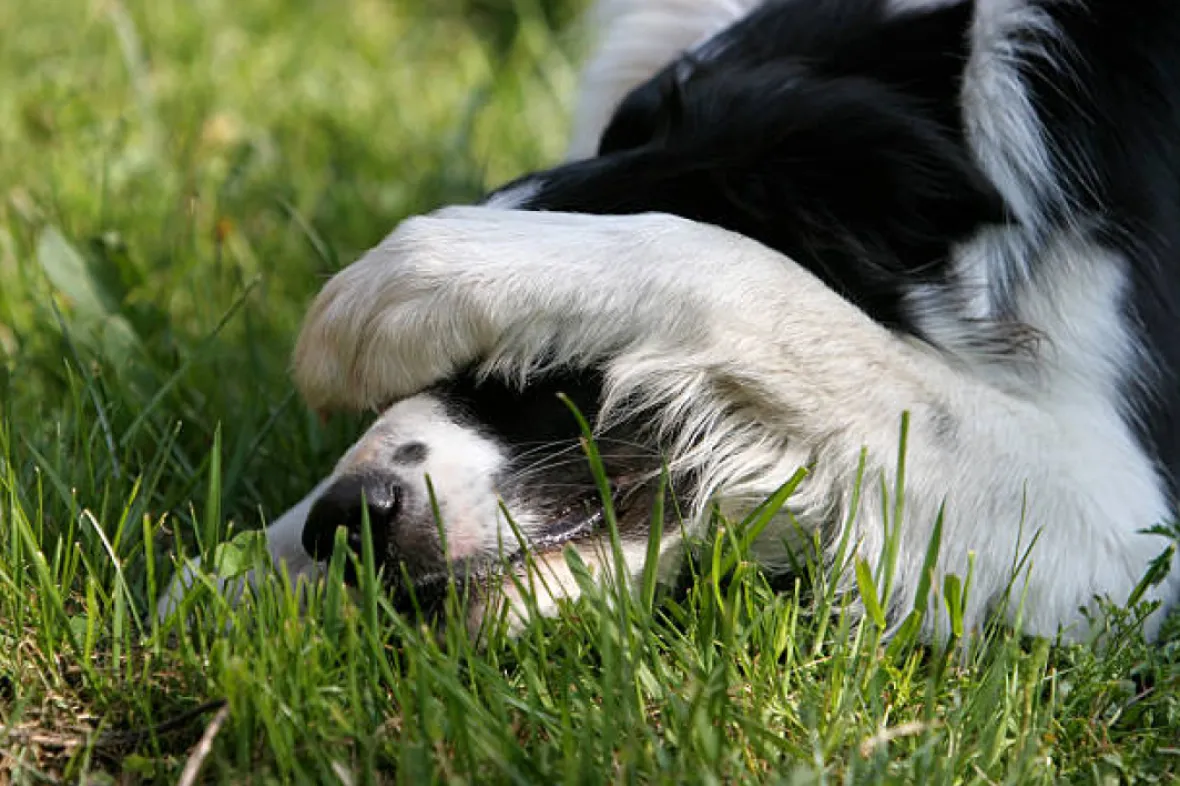 Dog with paws over face